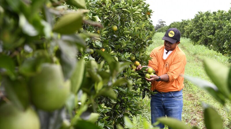 Funcionário da Fazenda Pouso Alegre fazendo a colheita da laranja