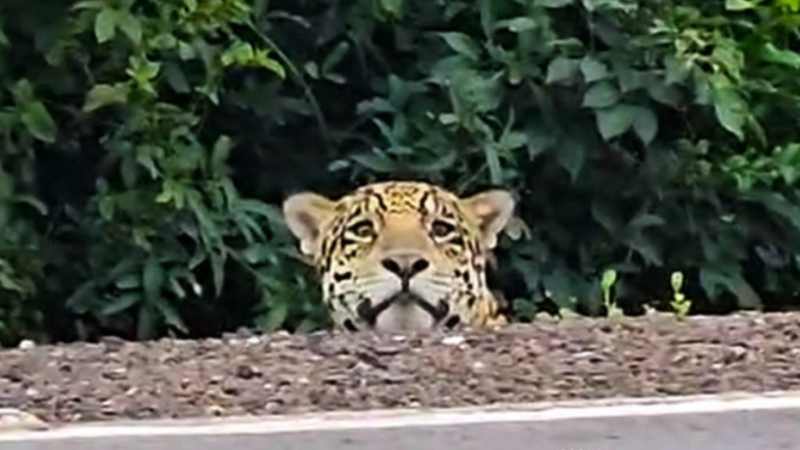 Onça-pintada 'deu as caras' às margens da estrada