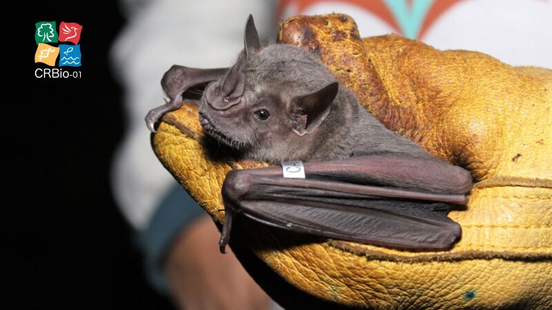 Iagro orienta produtores a não manusear animais suspeitos e a comunicar imediatamente casos à agência