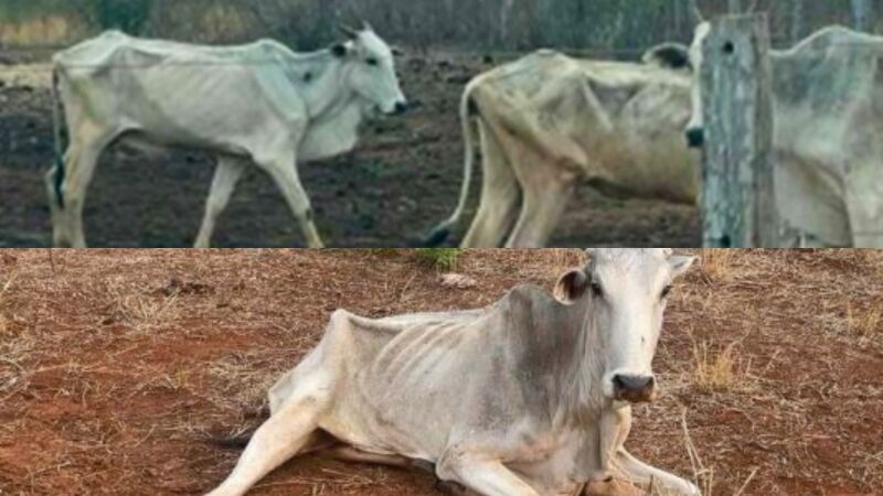 Bovinos maltratados achados pela PMA durante apuração no local