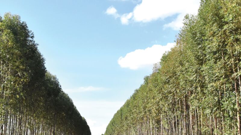 Plantio de eucalipto impulsiona o crescimento do Estado como polo socioeconômico