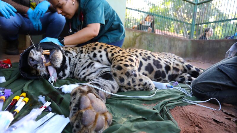 caso da morte de Jorge começou no desaparecimento do caseiro, posteriormente investigado agora como ataque fatal de animal silvestre
