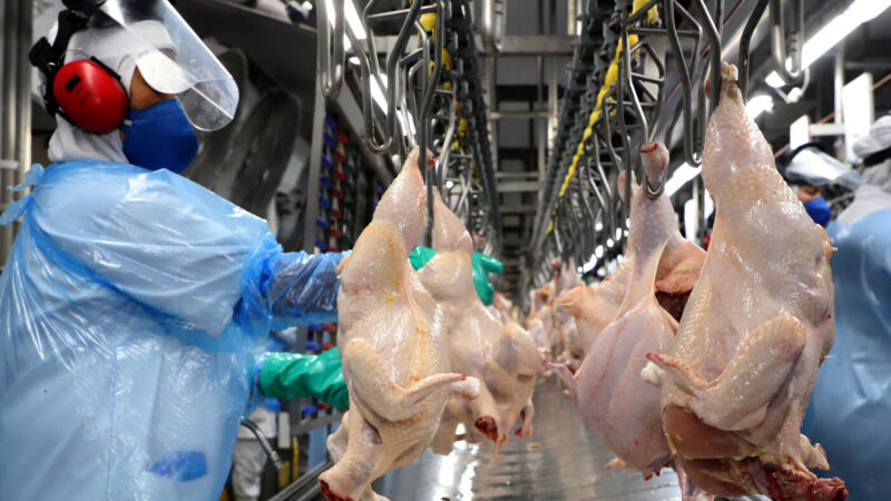 Frigoríficos de MS destinaram quase 11 mil toneladas de carne de frango para o Japão nos primeiros quatro meses do ano