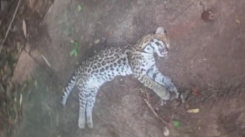 Jaguatirica estava em trecho da avenida Sagarana, no bairro Jardim Zé Pereira
