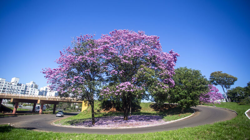 Flores da árvore caem e formam um lindo e exuberante 