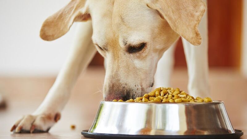 Pet B+: Você sabe como guardar a ração do seu pet de forma correta? Aprenda como