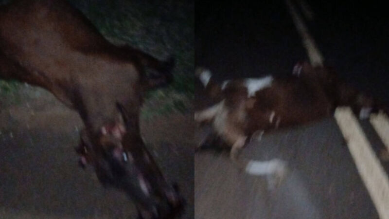 Até o momento, não há informações sobre a identificação dos responsáveis pelos animais