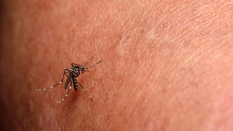 Brasil já registra 15 óbitos por chikungunya em todo o território nacional neste ano, com Mato Grosso do Sul já respondendo por sete dessas mortes até antes do fim de março. 