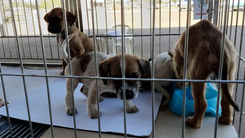 Feira terá 70 animais para adoção neste domingo (13)