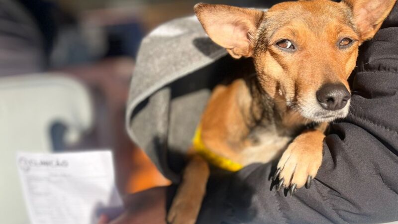 TJMS reconheceu que a proteção animal é um dever constitucional e urgente