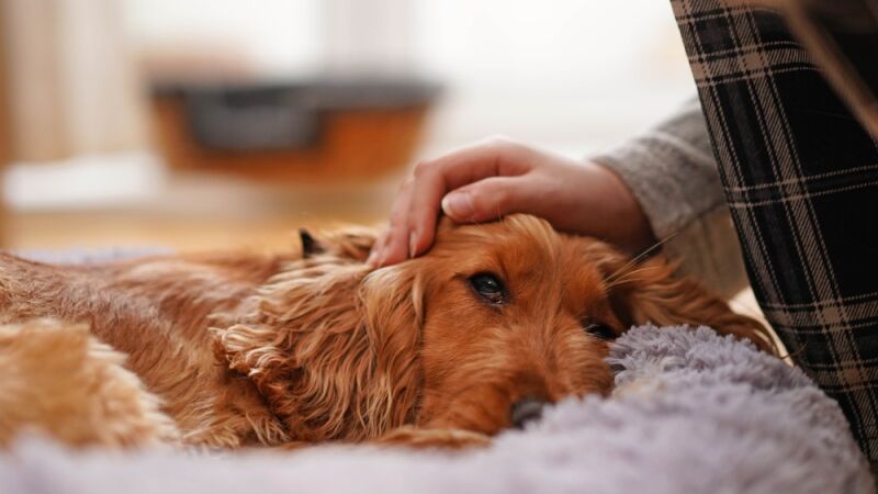 Pet B+: Pets também podem desenvolver transtornos mentais e emocionais. Fique atento aos sinais