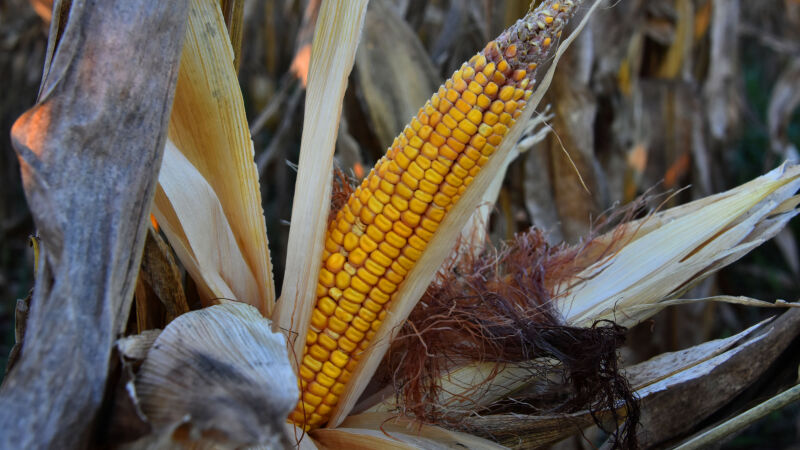 Mais da metade (72,7%) das lavouras de milho avaliadas como 