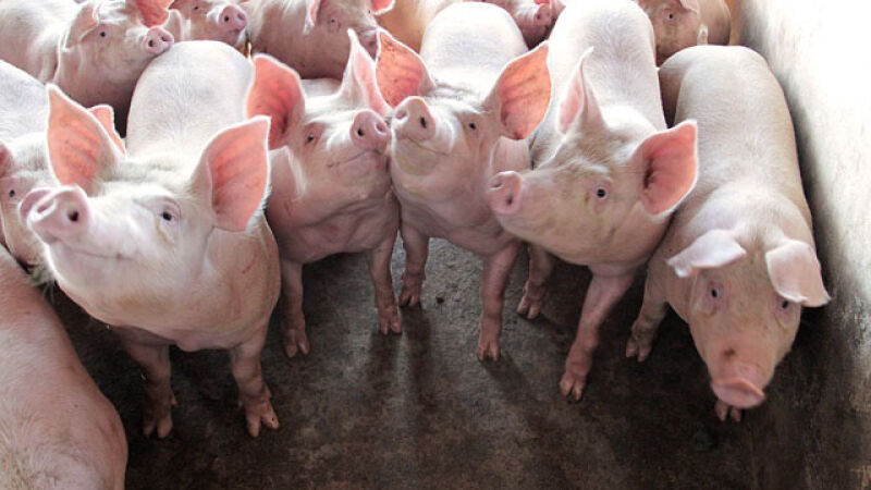Suinocultura recebeu investimentos de R$ 35 milhões neste mês