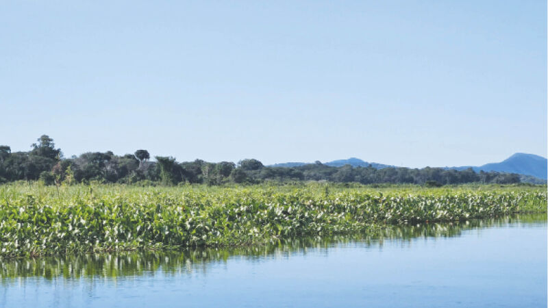 Pantanal de Mato Grosso do Sul é regido por nova legislação desde fevereiro do ano passado, que também criou fundo para o bioma