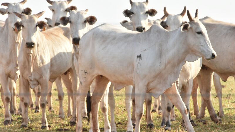 A concessionária entrou com recurso na 3ª Câmara Cível, mas teve o pedido negado