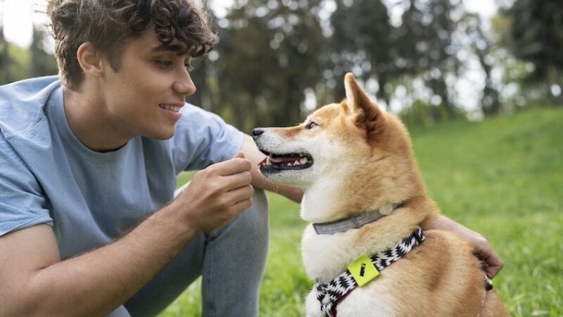 Pet B+: Como a humanização dos pets influencia a escolha do alimento. Confira aqui