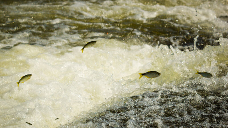 Seguro-defeso, de um salário mínimo, é pago a pescadores profissionais durante o período de proibição da pesca, de novembro a fevereiro