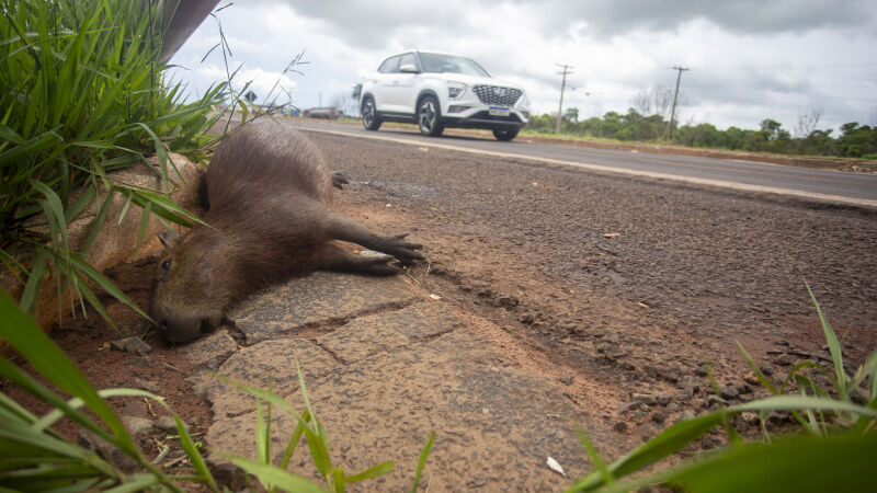 Capivara foi lançada para o canteiro da pista e também morreu