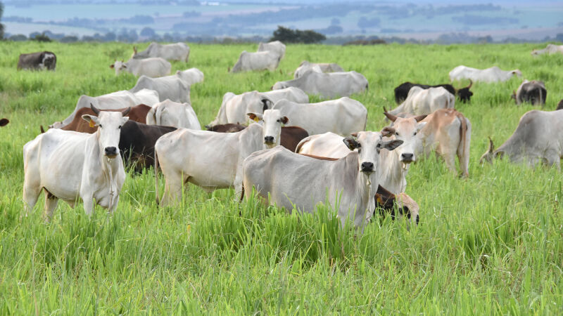 Áreas podem ser recuperadas e têm potencial de virar áreas de criação de gado