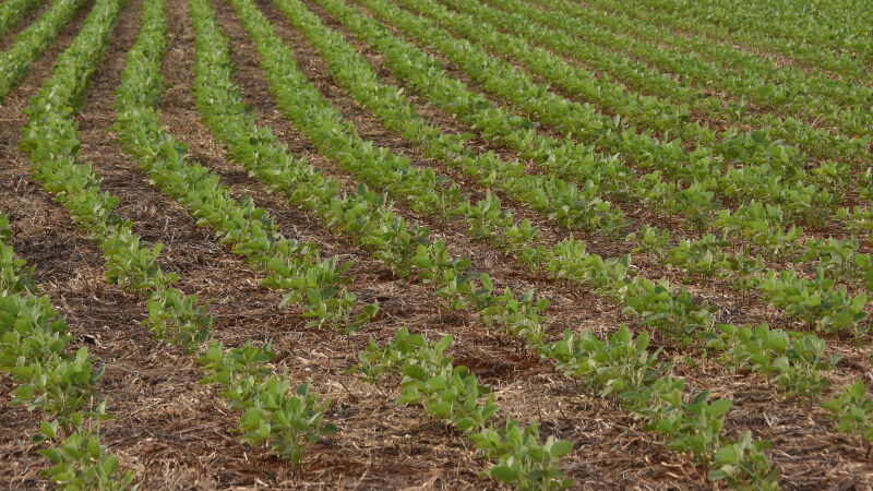 As lavouras de soja e milho lideram as contratações de seguro