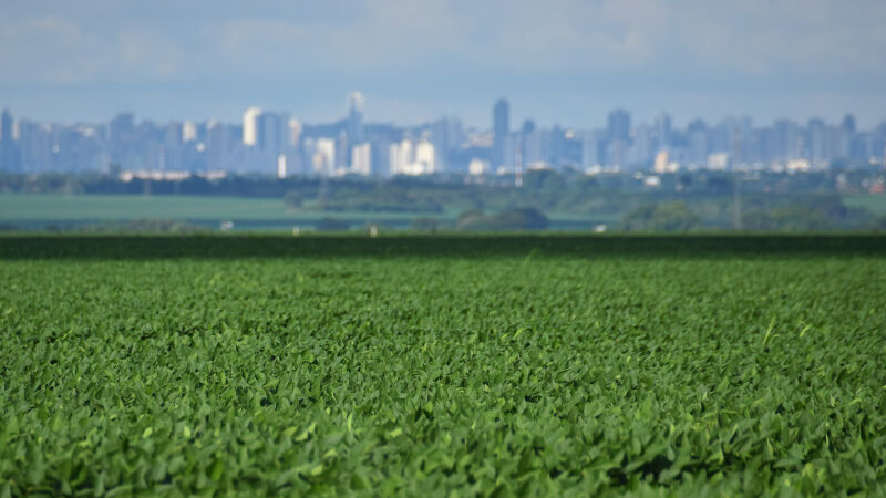 Safra de grãos cresceu 18,5% no Estado