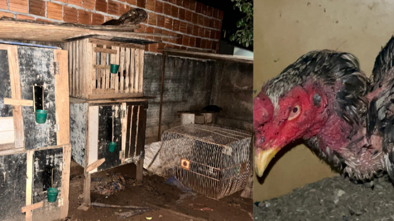 Os autores foram levados para a Delegacia de Polícia, onde prestarão depoimento