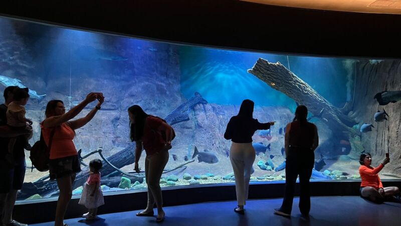 Em média, 32,5 mil pessoas passam pelo atrativo que tem 470 diferentes espécies de animais aquáticos
