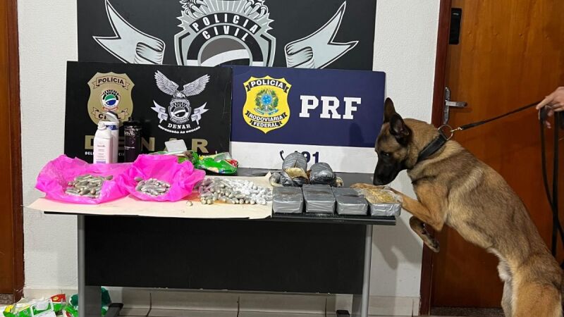 Cão farejador identificou drogas em quatro ônibus que vinham de Corumbá e tinham como destino a cidade de São Paulo