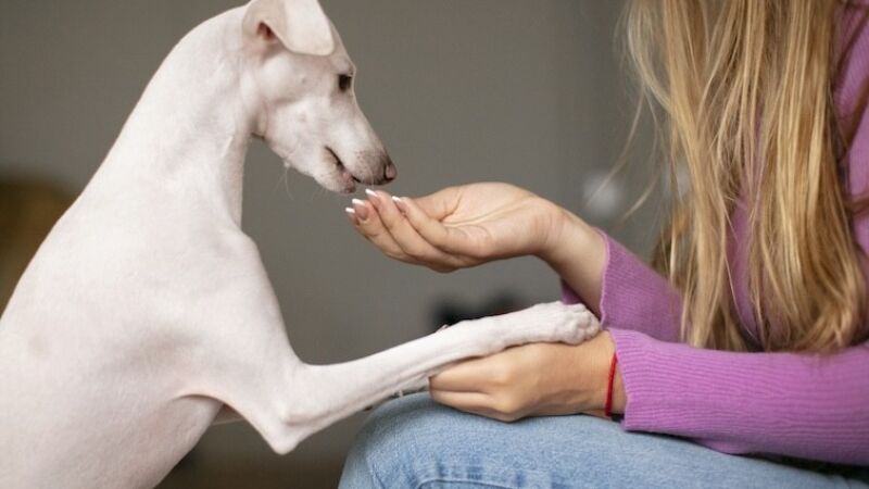 Pet B+: Pets enjoam da ração? Entenda os motivos do seu animal perder o interesse pelo alimento