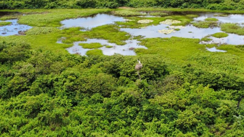 Com pouco mais de 131 mil hectares consumidos pelo fogo esse ano no bioma, o que se viu foi a manutenção da fauna e da flora