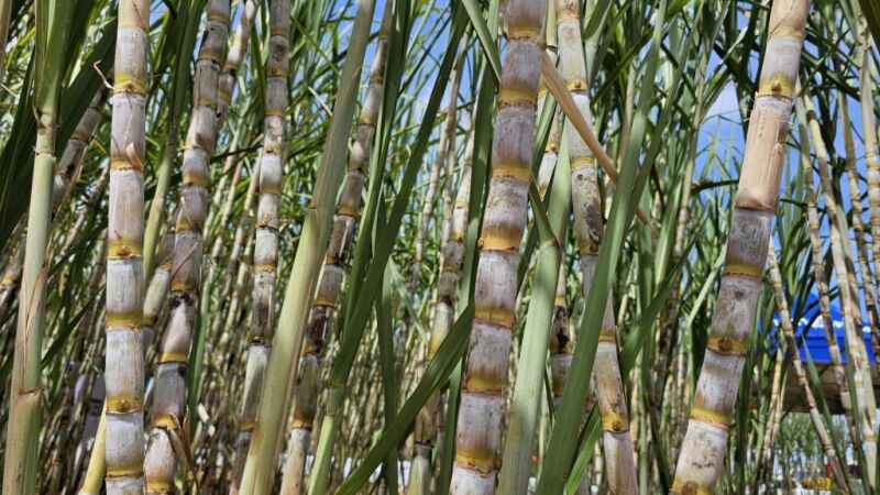 MS tem hoje 22 usinas sucroenergéticas em pleno funcionamento