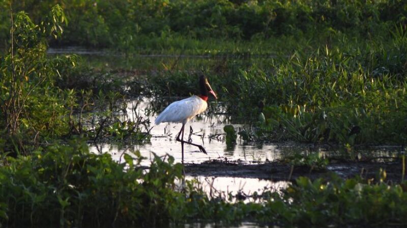 O tuiuiú é considerada a ave-símbolo do Pantanal, mas também pode ser encontrada bem longe deste bioma