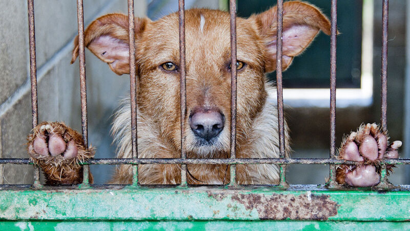 Dezembro verde: mês de combate ao abandono e maus-tratos de animais