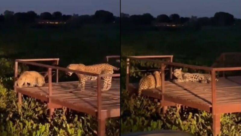 Compartilhado pela Caiman Pantanal através de suas redes sociais, o 