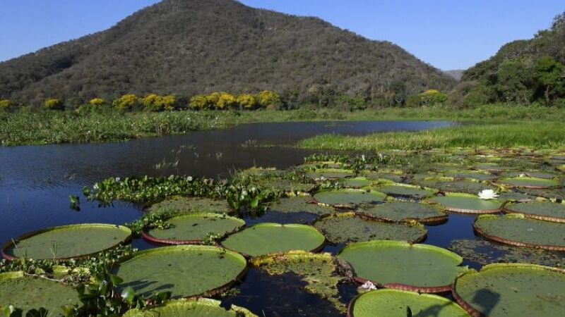 MS Ativos Ambientais passa a ser responsável pelos ativos de MS 