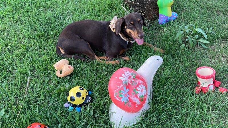 Cacau, vira-lata adotada, lida razoavelmente bem com os fogos de artifício