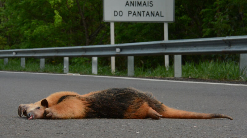 Tamanduá atropelado em rodovia de Corumbá