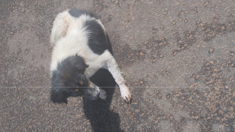 Foto registrada no processo de um dos cachorros doentes
