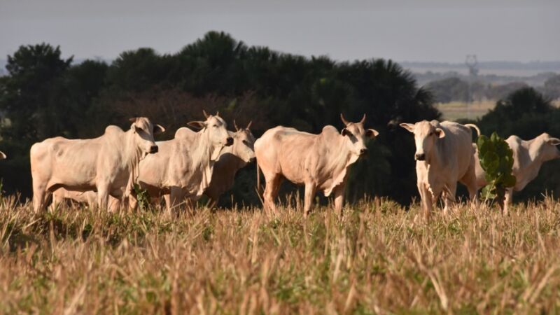 Suspeito investigado pela Polícia Civil atuava na compra e venda de gado