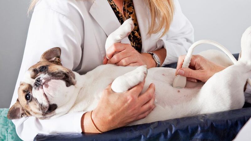 Como está a saúde dos pets no Brasil? PetCenso Saúde revela dados inéditos 