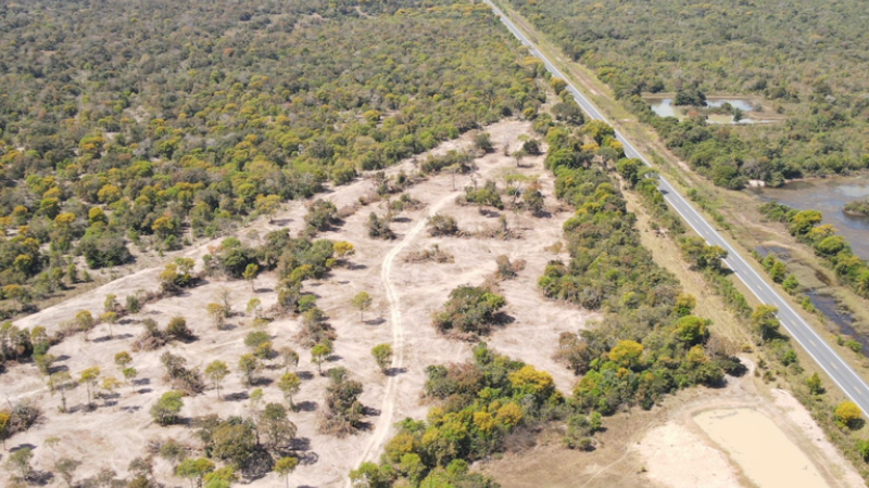 Área de vegetação suprimida no bioma diminuiu 65% em um ano