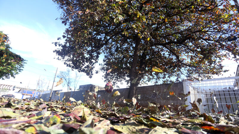 árvore sete-copas, da espécie terminalia catappa