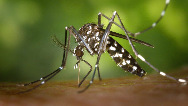 Mosquito Aedes Aegypti