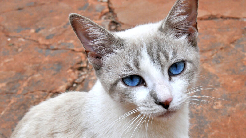 Gatinho dos olhos azuis