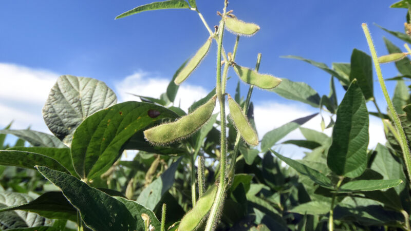 Produção de soja em Mato Grosso do Sul