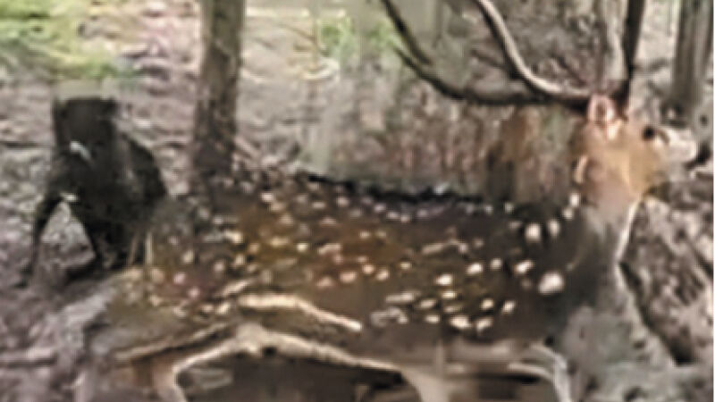 Nativo da Índia, cervo foi flagrado no Pantanal de MS, próximo a Corumbá, em janeiro deste ano