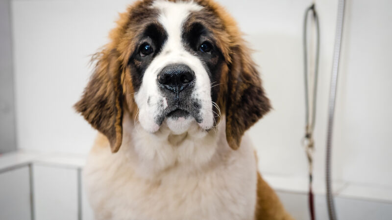 A dermatite alérgica à picada de pulgas é uma condição séria que compromete a qualidade de vida dos pets