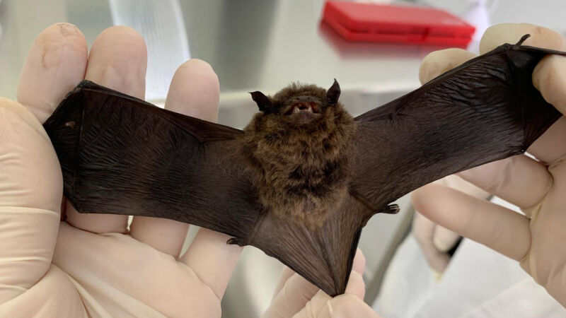 Em 2025, o CCZ registrou 11 casos de morcegos com o vírus da raiva em Campo Grande