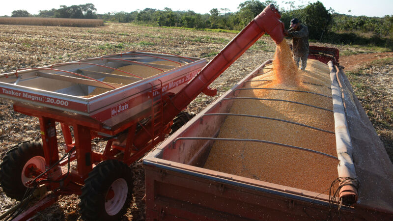 Safra do milho perdida deixou de arrecadar R$ 1,7 bilhão 