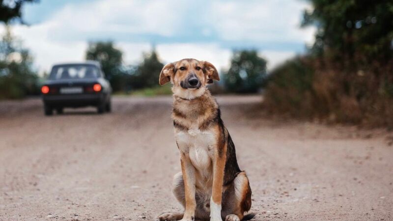 Motoristas que abandonarem animais poderão ser punidos com cassação da CNH